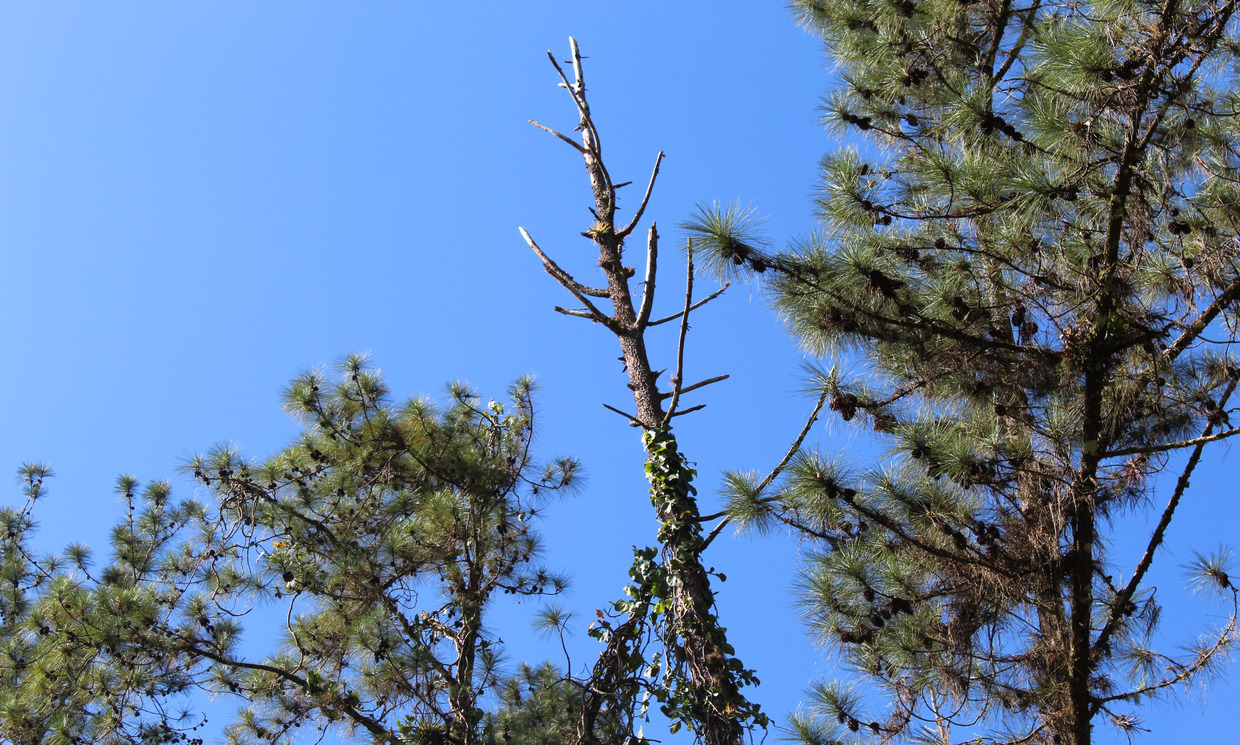 Image Sample