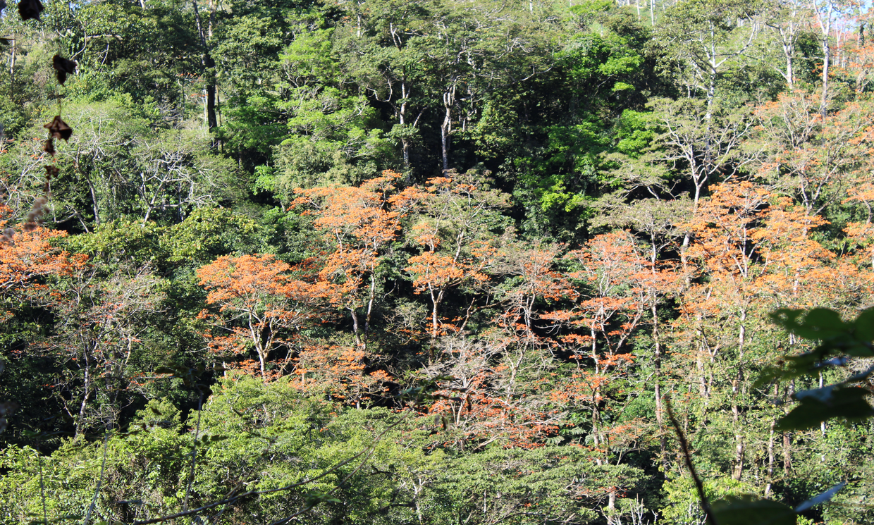 Image Sample